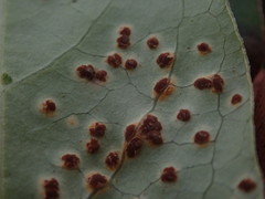 Puccinia coprosmae