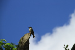 Contopus hispaniolensis