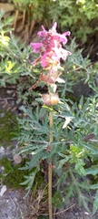 Pedicularis refracta transmorrisonensis