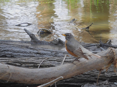 Turdus migratorius
