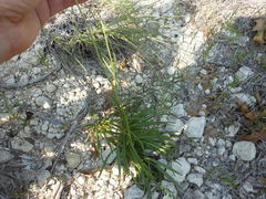 Marshallia caespitosa