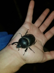 Haploscapanes barbarossa