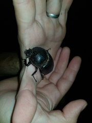 Haploscapanes barbarossa