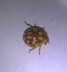 Neocalvia cayennensis