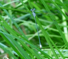 Lestes inaequalis