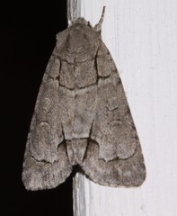 Acronicta radcliffei
