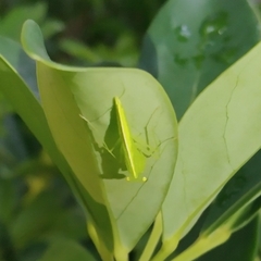 Tropidomantis gressitti