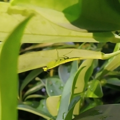 Tropidomantis gressitti