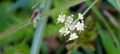 Pimpinella niitakayamensis