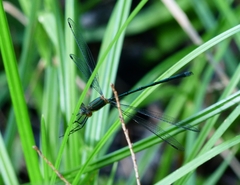 Lestes vigilax
