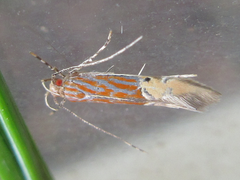 Labdia semicoccinea