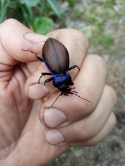 Carabus schoenherri