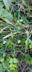 Pimpinella niitakayamensis