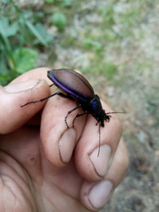 Carabus schoenherri