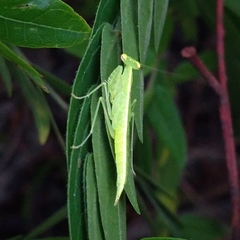 Tropidomantis gressitti