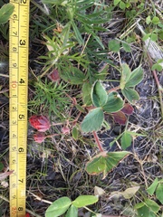 Fragaria virginiana glauca