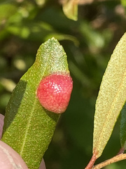 Exobasidium cassandrae