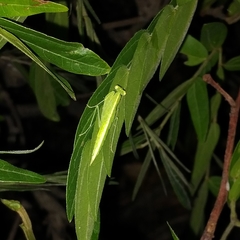 Tropidomantis gressitti