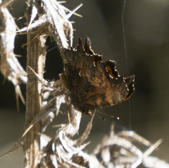 Polygonia oreas