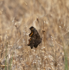 Polygonia oreas