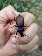 Carabus schoenherri