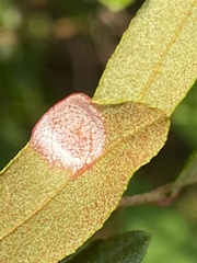 Exobasidium cassandrae