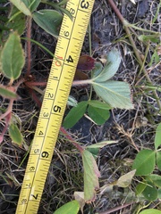 Fragaria virginiana glauca