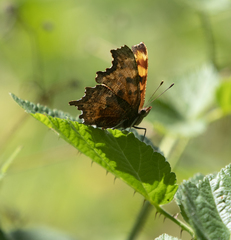 Polygonia oreas