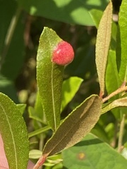 Exobasidium cassandrae