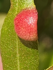 Exobasidium cassandrae