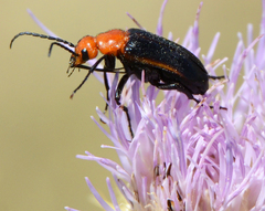 Nemognatha piazata