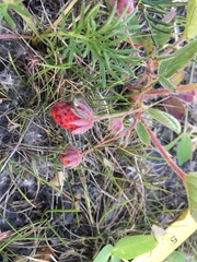 Fragaria virginiana glauca