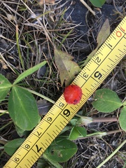 Fragaria virginiana glauca