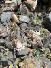 Silene lacera