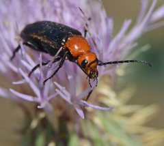 Nemognatha piazata