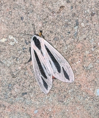 Creatonotos gangis-interrupta agg