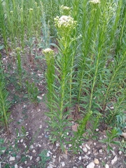 Erigeron canadensis