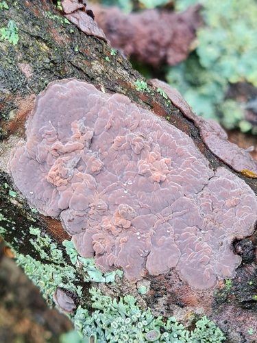 Oak Crust