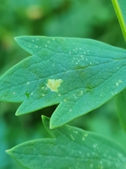 Phytomyza aquilegiae