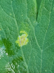 Phytomyza aquilegiae