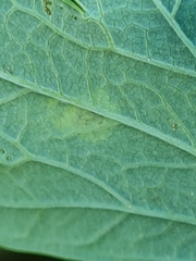 Phytomyza aquilegiae