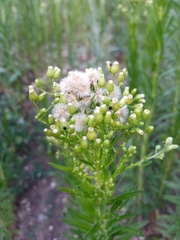 Erigeron canadensis