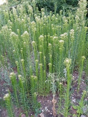 Erigeron canadensis