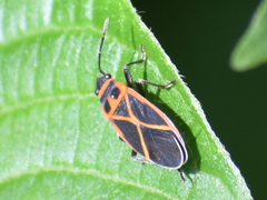 Ochrostomus uhleri