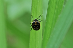 Eurydema gebleri