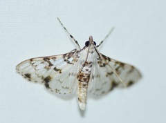 Azochis