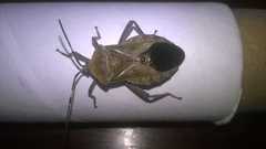 Pachylis laticornis