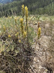 Castilleja flava flava