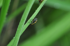 Eurydema gebleri