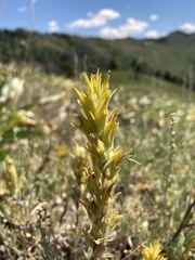 Castilleja flava flava
